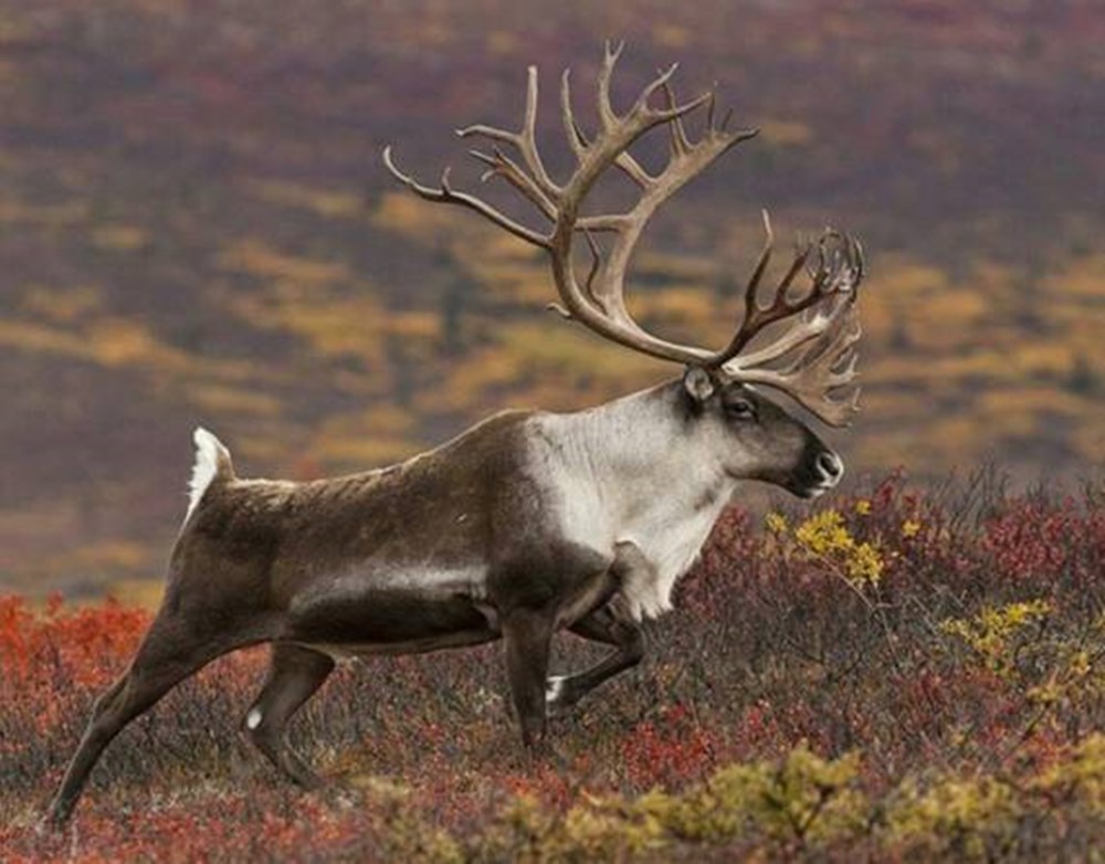 驯鹿的眼睛随季节变色，求偶叫声奇特，迁徙途中换下的毛发当路标