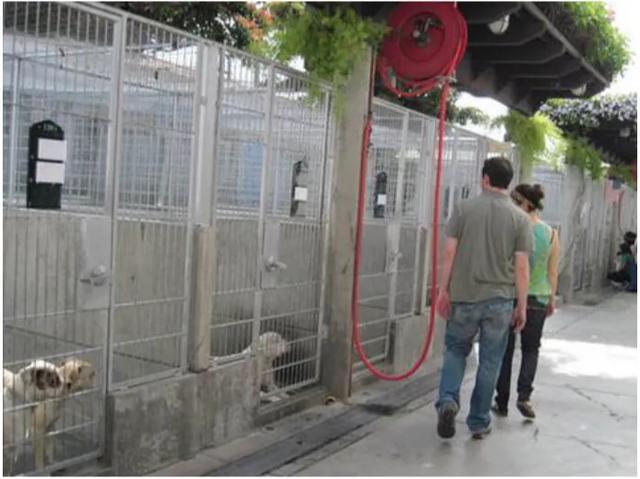 中国养狗的规矩,全国最严养狗条例