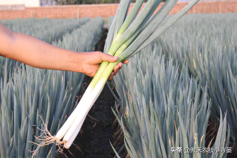怎样种出大葱,如何种出来的大葱甜不辣