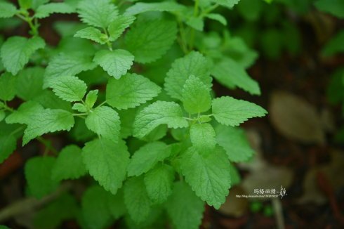 西餐常用的十三种香草介绍大全,西餐中常用的15种香料和香草