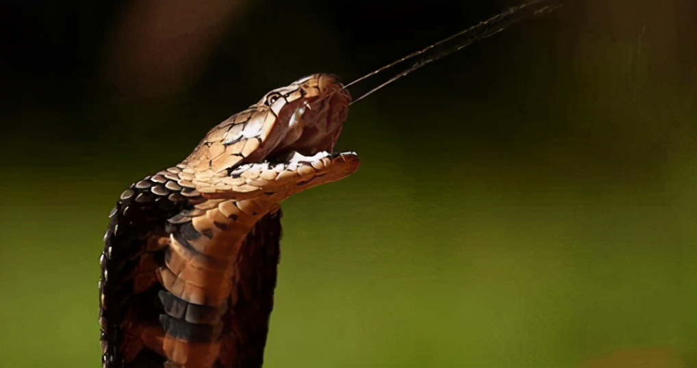 一只眼镜蛇可毒死几名成年人,剧毒眼镜蛇吓人
