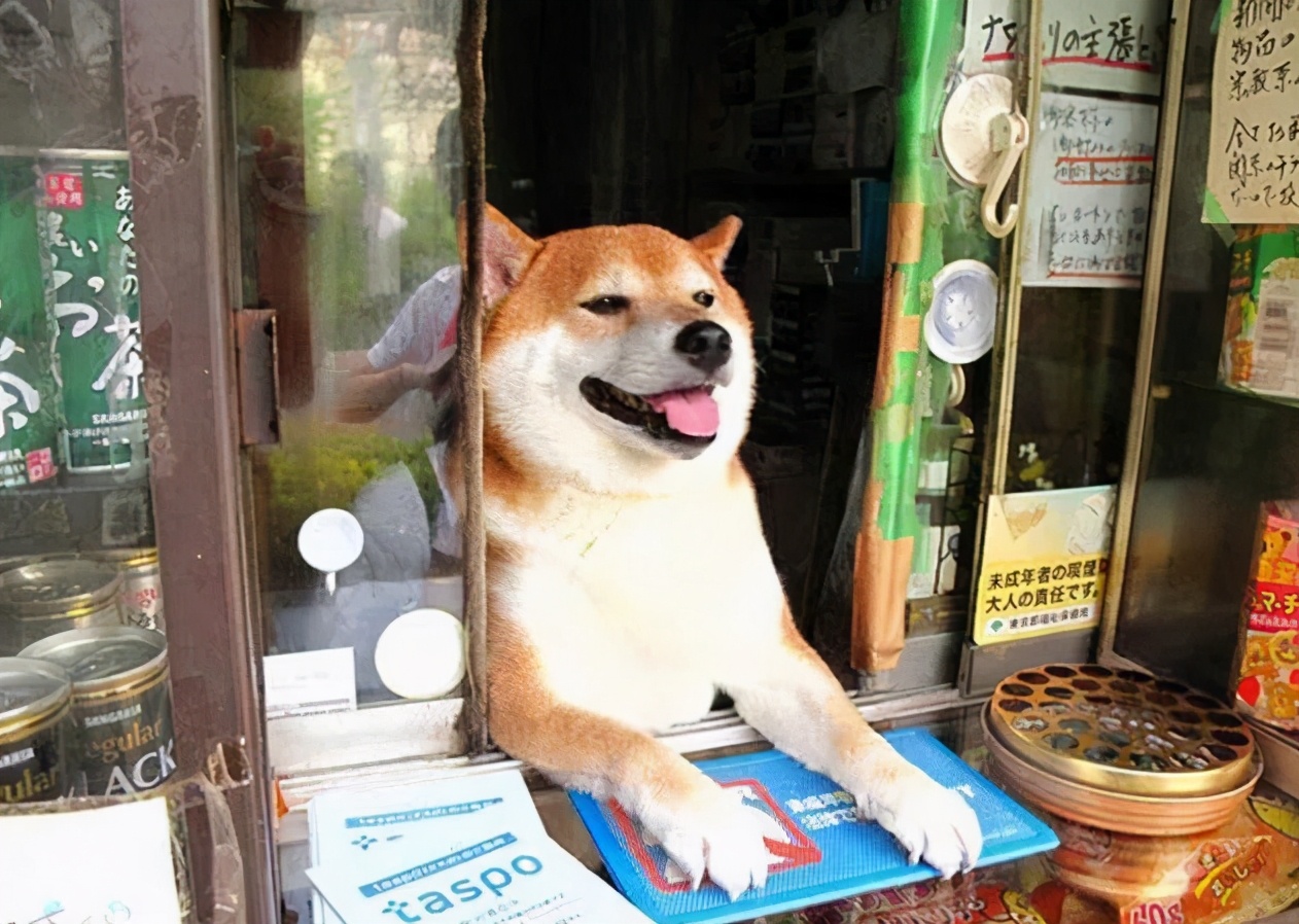 什么狗好养不容易生病能看家,土狗能看家的狗有哪些特点
