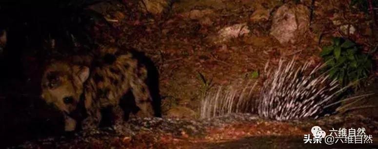 鬣狗进食豪猪,鬣狗对战豪猪视频