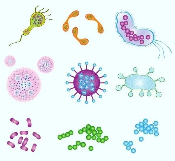 肠道菌群也是我们身体的一大自然防御系统