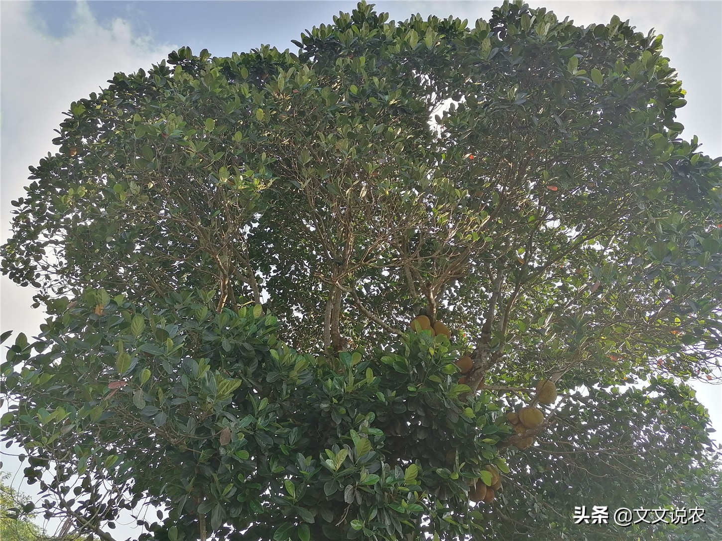 树菠萝不开花怎么回事,大树菠萝剪枝正确方法