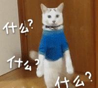 猫癣反反复复总不好怎么办,猫癣反反复复好不了怎么办