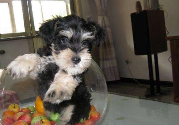 雪纳瑞不吃不喝状态很好,雪纳瑞不吃狗粮是怎么回事