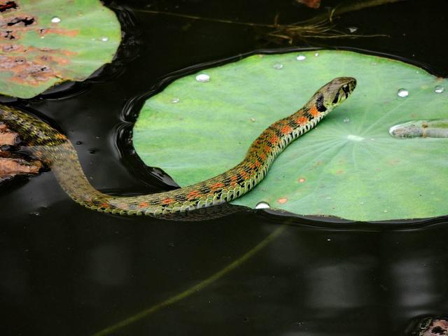 蛇是不是灵性的动物,蛇是灵性的动物