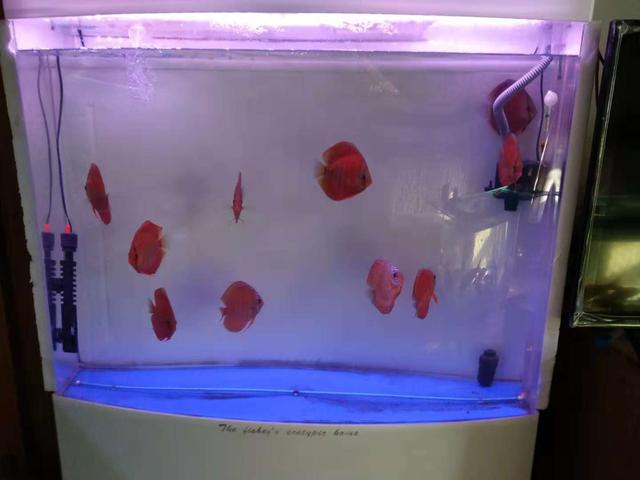 一个一米二的鱼缸需要多少滤材,1米8底滤鱼缸日常打理