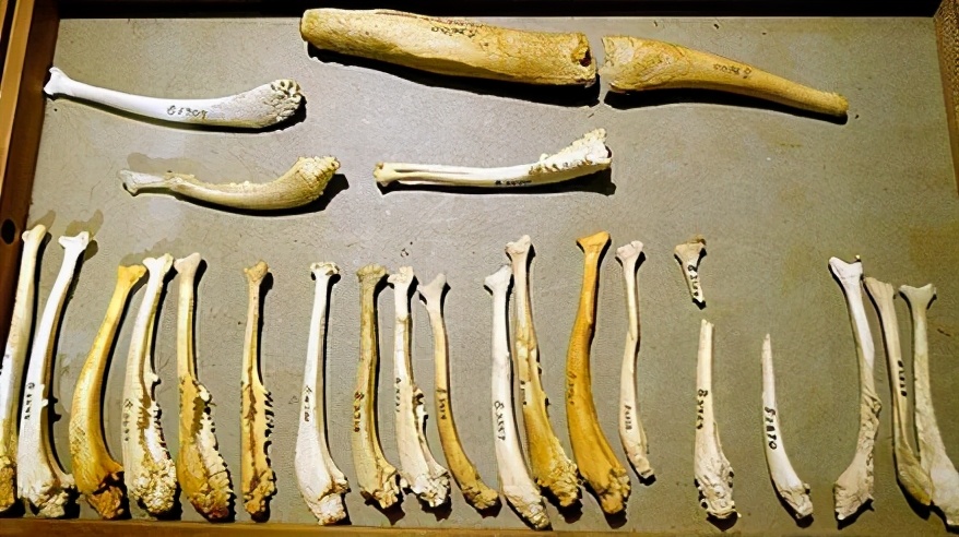 人类没有退化的器官,人类没有尾椎骨会怎样