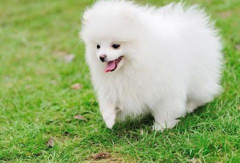 推荐几种性格温顺好养的狗狗,脾气好到爆的六种狗狗你喜欢哪种