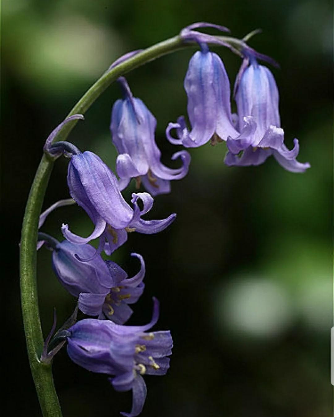 铃儿响叮当双音和弦五线谱,铃儿响叮当三级长笛