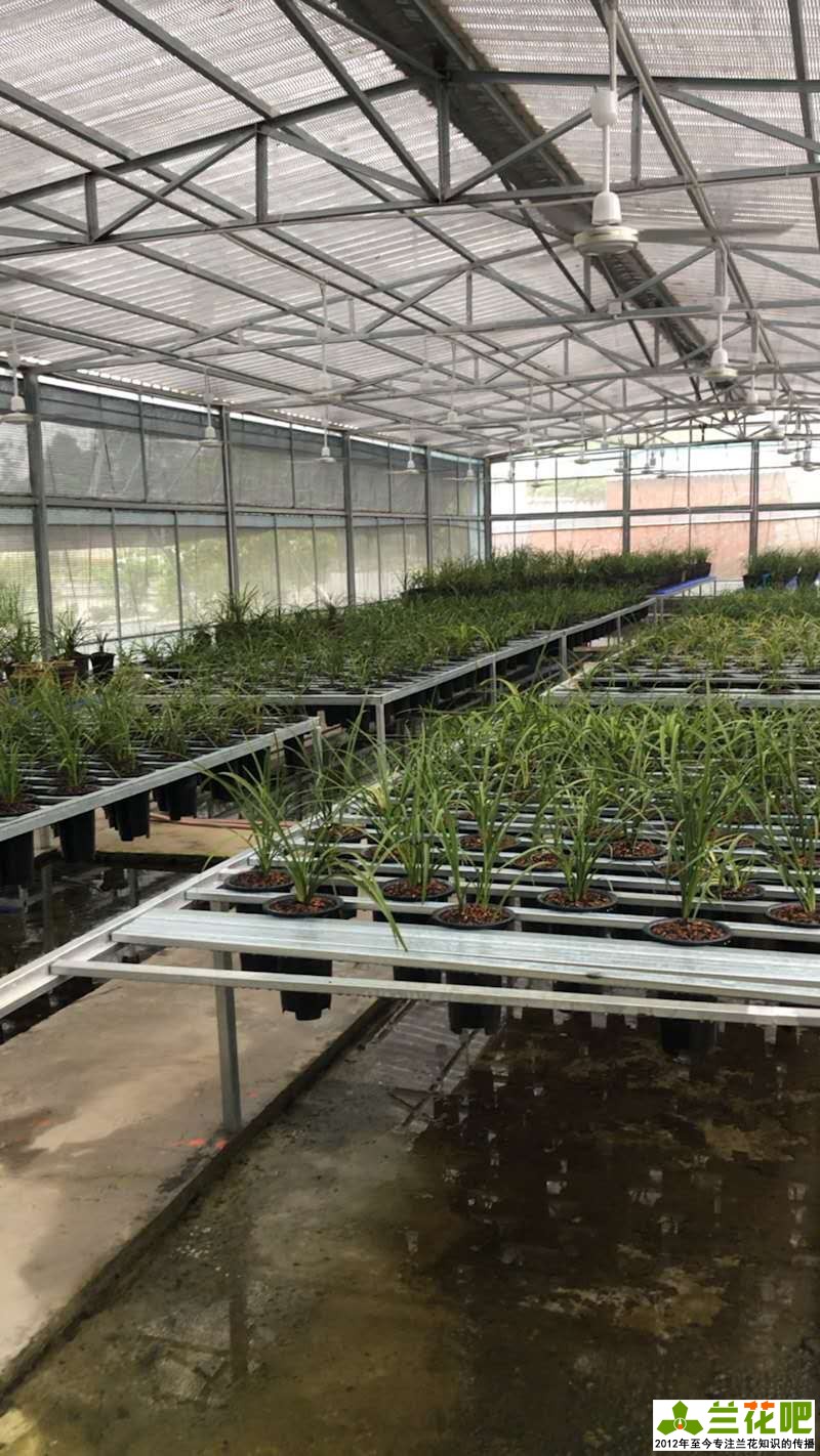 兰花的观赏特性及用途是什么,兰花的观赏特性及用途图片