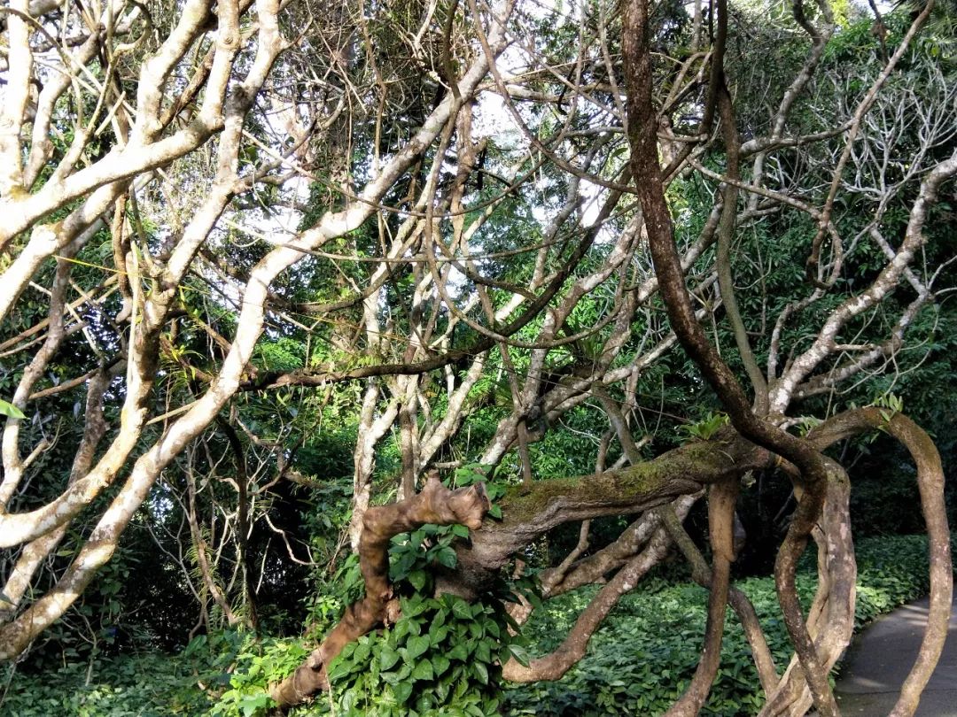 袁金奎老师国画作品欣赏,袁金奎写意花鸟画作品