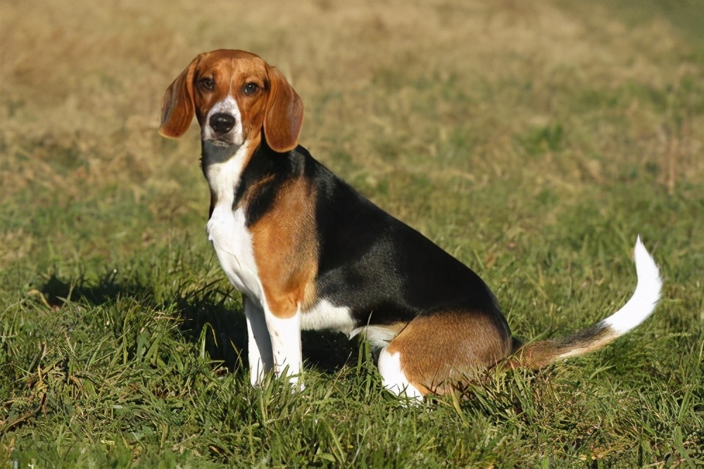 狗狗突然不喜欢吃狗粮了,狗狗不吃狗粮怎么办小视频
