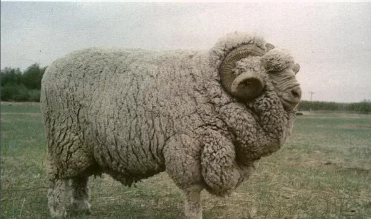 中国特有的一个羊品种,中国特色羊有哪些