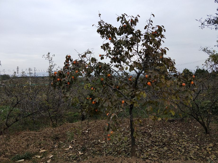 看农村是怎样采摘柿子的,采摘柿子全过程