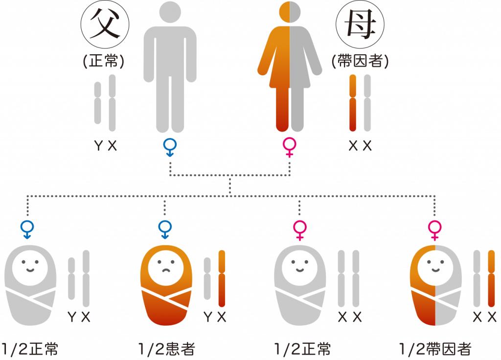 狮虎兽虎狮,虎狮和狮虎兽