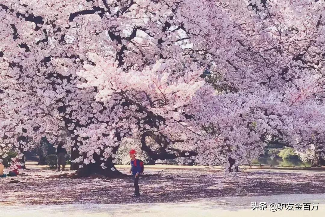 日本签证5月重大便利，“网申”在即！这个好吃好玩好买的地儿