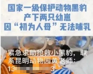 跨越种族的母爱小狗和小猫,跨越种族的母爱狗狗救小猫