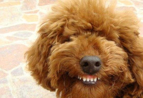 泰迪犬的这7种表现,泰迪吃醋了