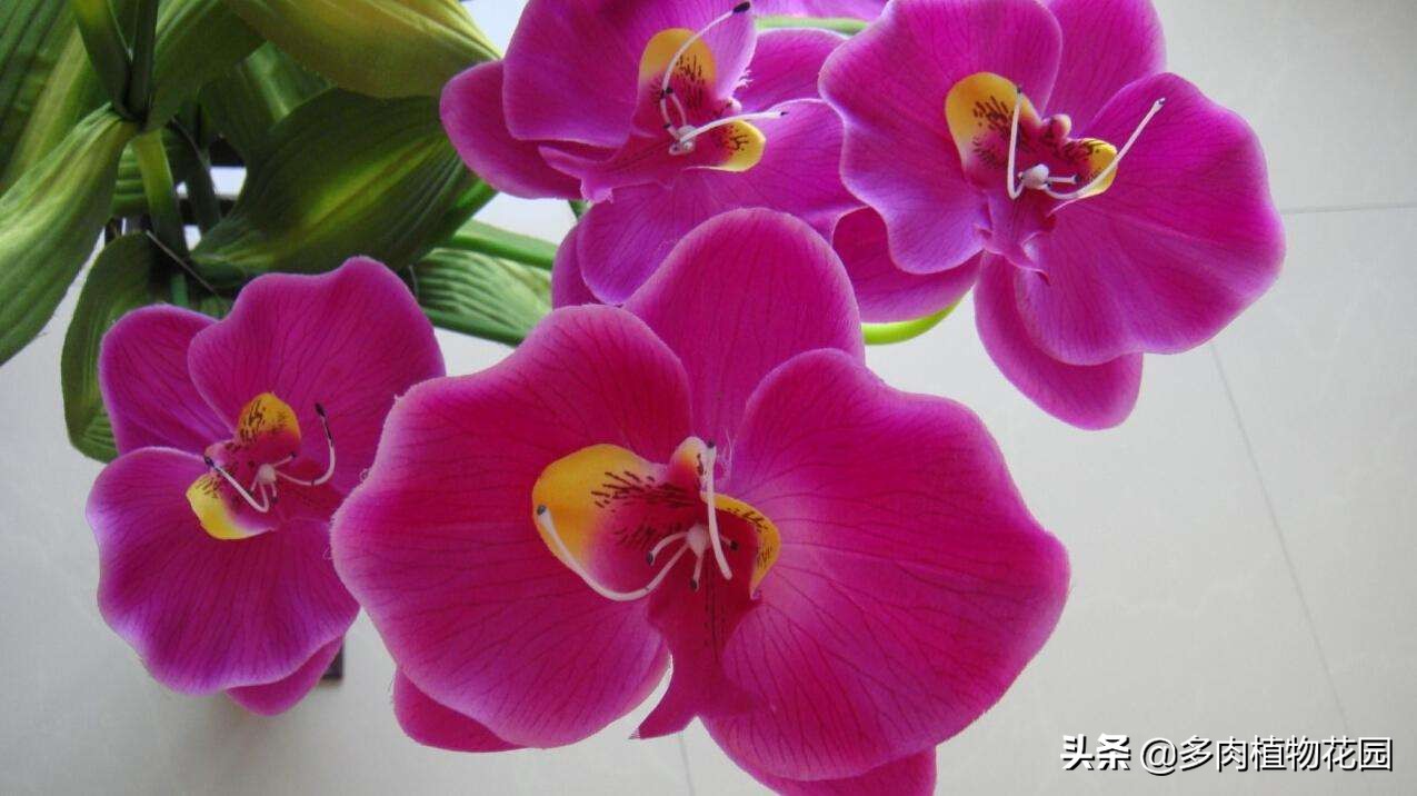 哪种蝴蝶兰最值得买,蝴蝶兰怎么买比较好