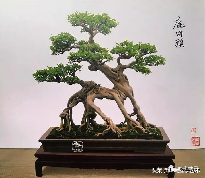 我喜欢的榕树盆景,泉州榕树盆景