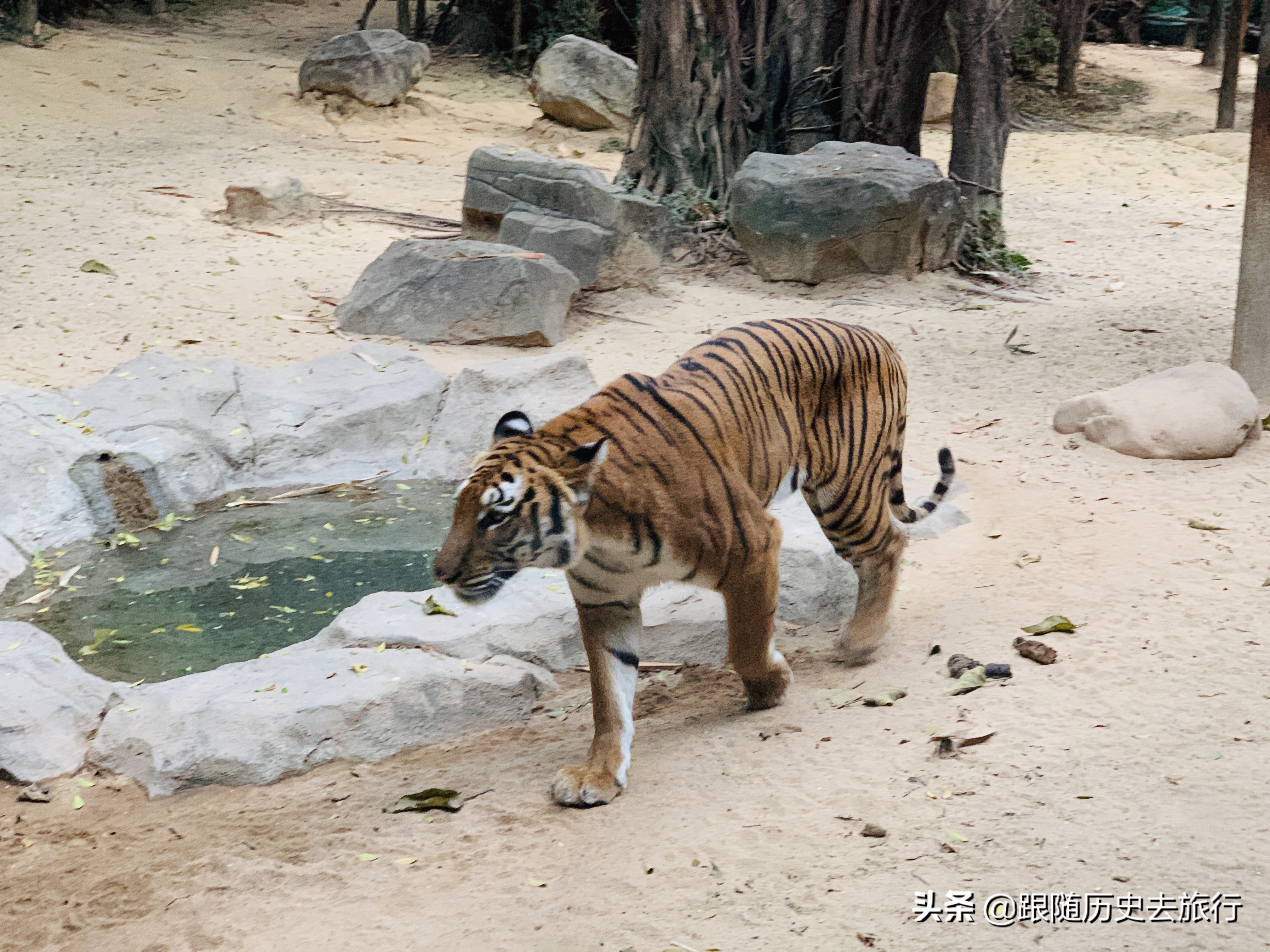 350元的广州长隆动物园咋样？大熊猫考拉都有！春天一起来打卡