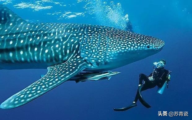 只知道大堡礁？澳大利亚还有这个冷门景点，美得不像地球