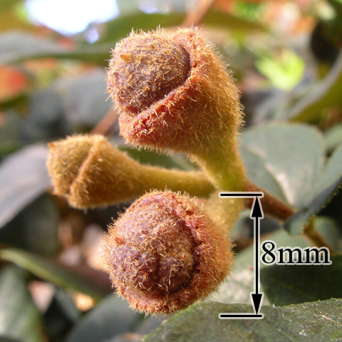 小叶金缕梅有几种颜色的花,金缕梅植物