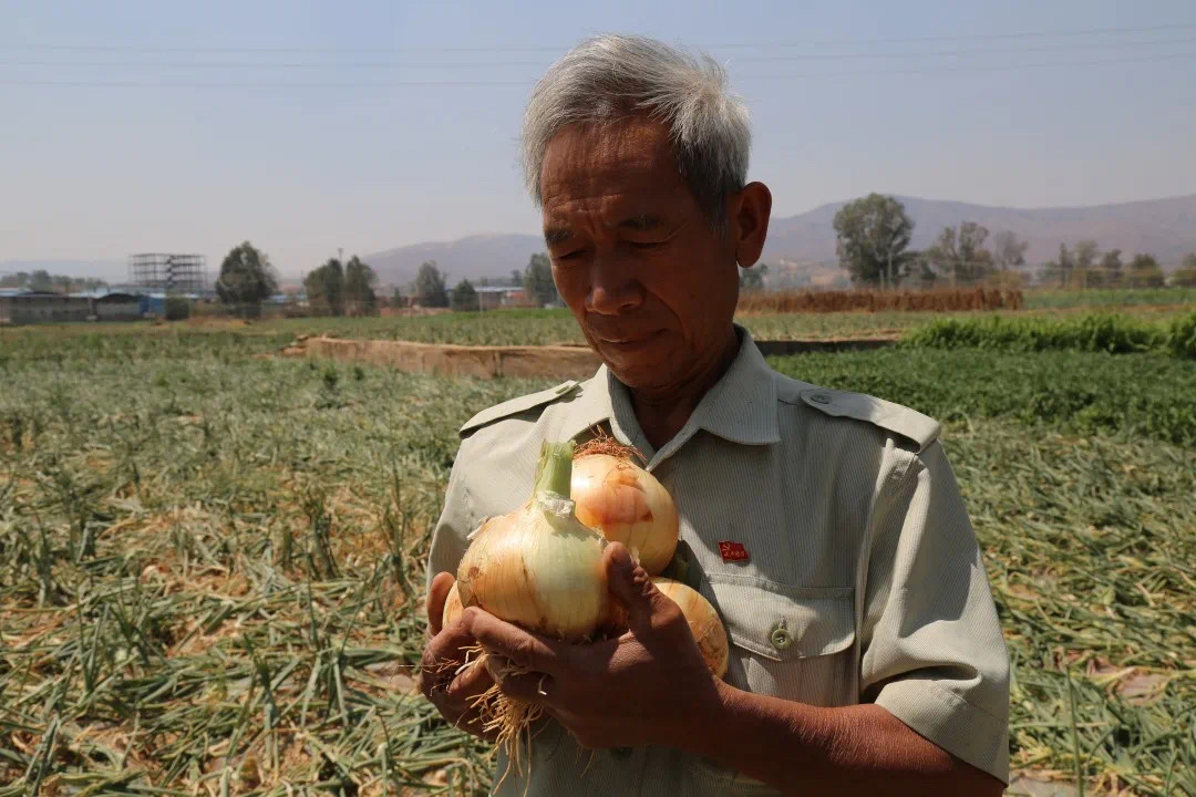 300吨洋葱滞销菜农急盼销路,求助洋葱滞销种植户盼客商