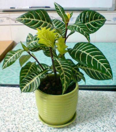 50种常见花卉浇水技巧,50种花卉种植技巧