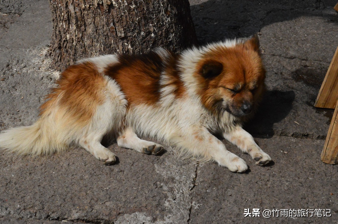 绍兴鲁迅故里安昌古镇一日游攻略,绍兴师爷故里越地风情古镇
