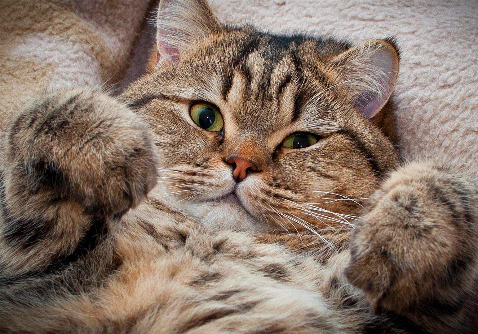 猫咪为什么会传染严重的猫疾病,猫咪传染猫咪的病有哪些症状