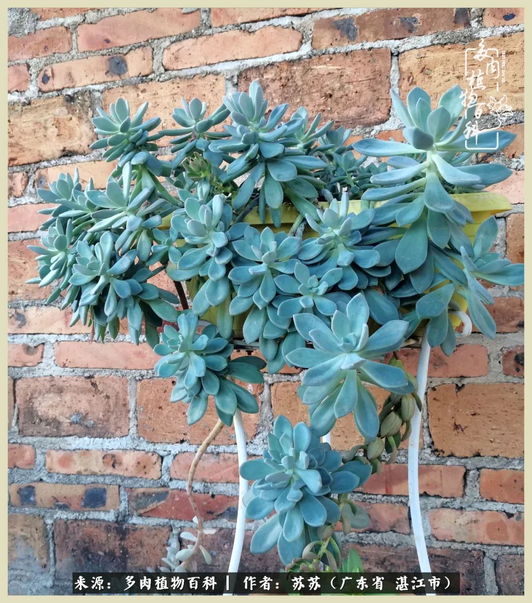 不要辜负与多肉的美好时光,多肉可以给人岁月静好的感觉