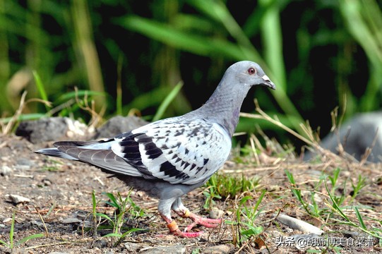 除了蝙蝠外的十二种野生动物,除了蝙蝠还有哪些野生动物不能吃