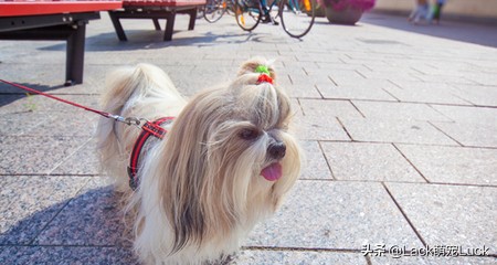 老年人适合养什么小型犬,适合家庭的十大犬种