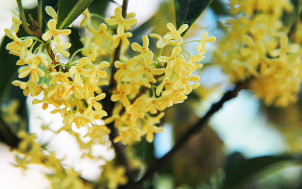 桂花树什么品种最好养,家庭院栽桂花树哪个品种最好