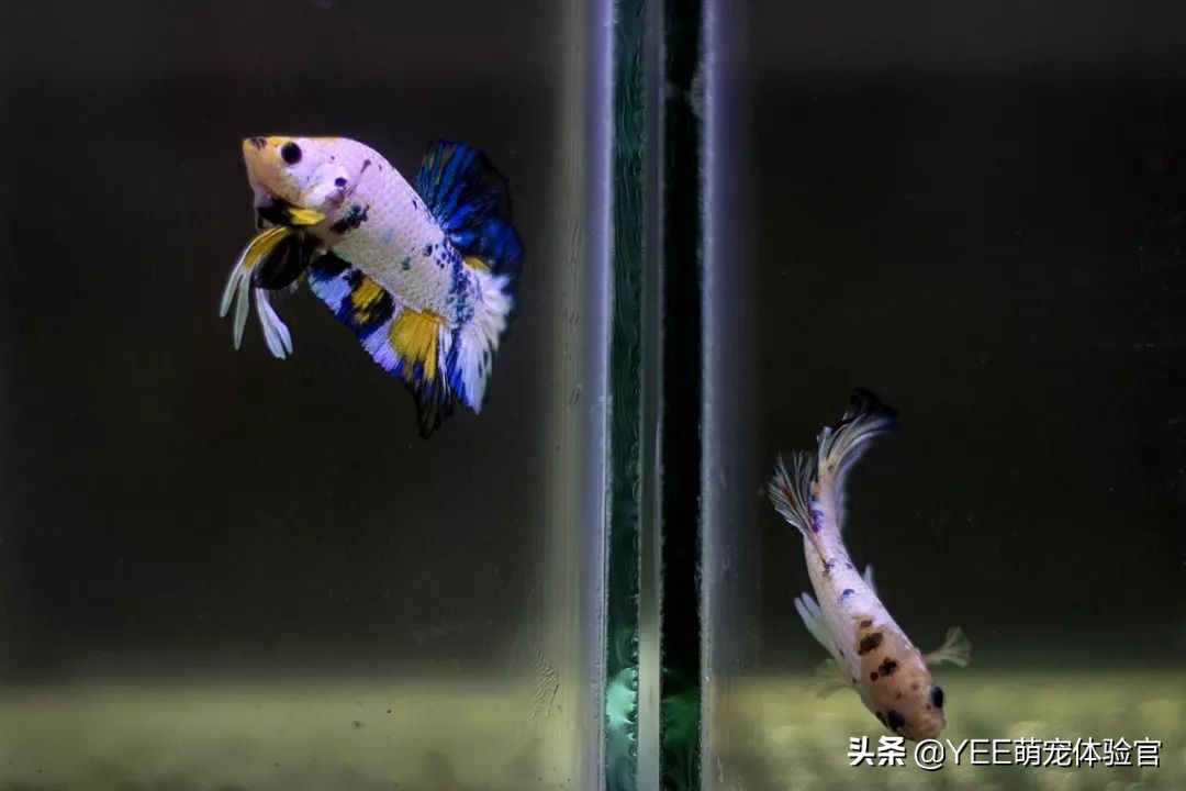 泰国斗鱼同品种不同色杂交会怎样,泰国斗鱼从出卵到长大过程