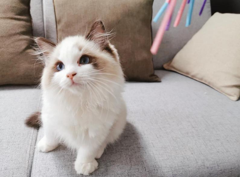 为什么布偶猫价格差这么多,什么原因导致布偶猫价格如此高