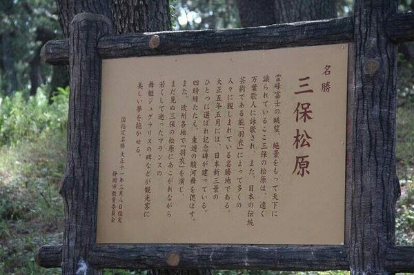 松树的魅力有多大,台湾松树和日本松树区别