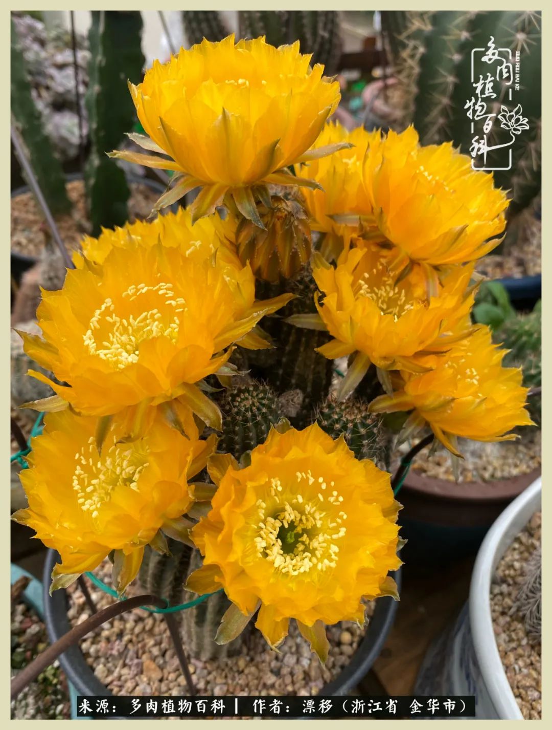 仙人球开花并散发着香味,仙人球花盛开吐露芬芳