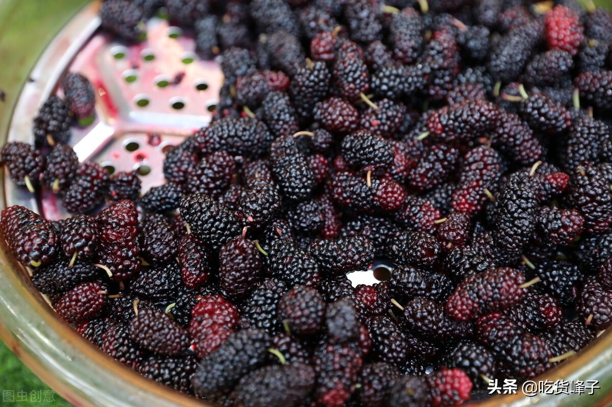 吃桑葚怎么洗才没有虫子,只用清水洗桑葚