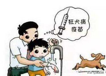 江苏男子投喂流浪狗狂犬病,喂流浪狗被咬狂犬病