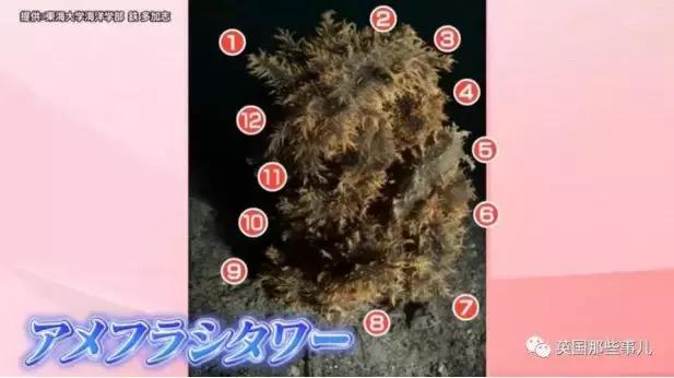 这只风靡网络的可爱“海中小白兔”，竟然颠覆了网友的三观