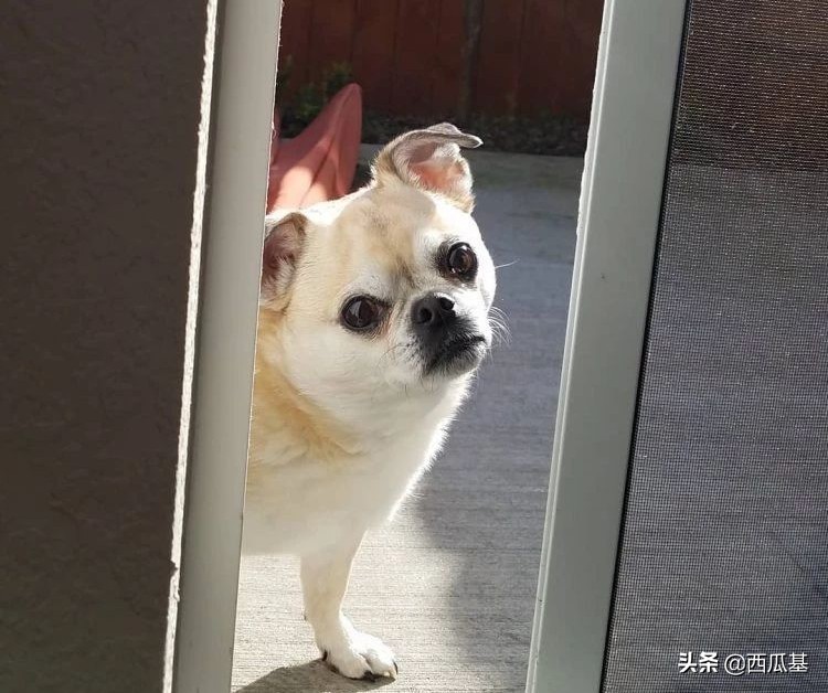 常见的串串狗都是什么品种,不建议养的10种狗串串犬