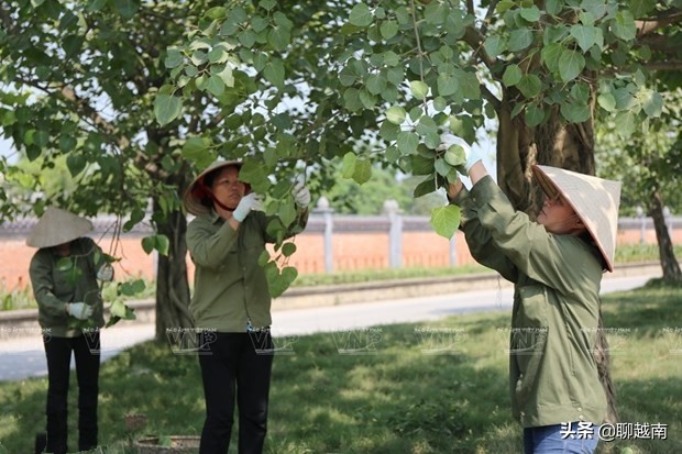 越南那些事,越南那些事完整版