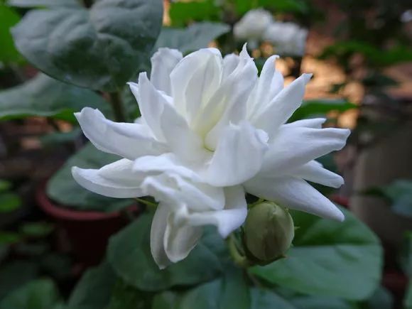 花土碱性大的原因和解决方法,花土是深层土好还是浅层土好