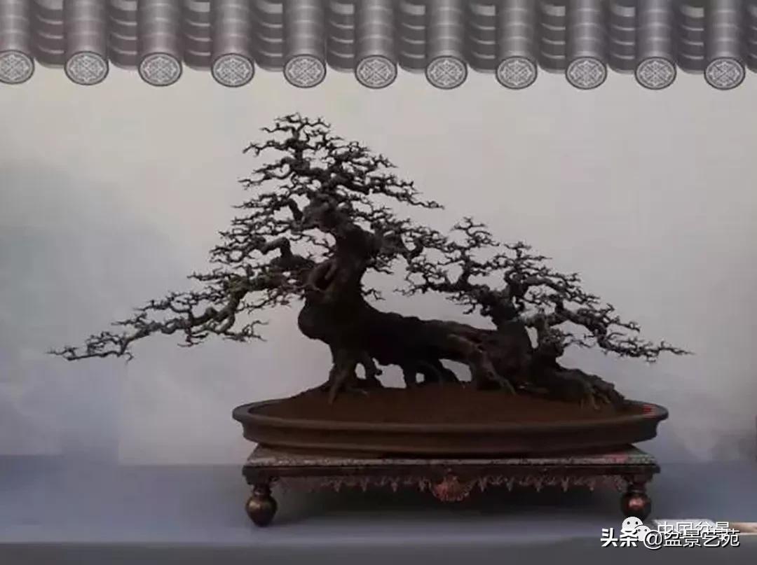 学盆景入门教程书,学习盆景制作视频