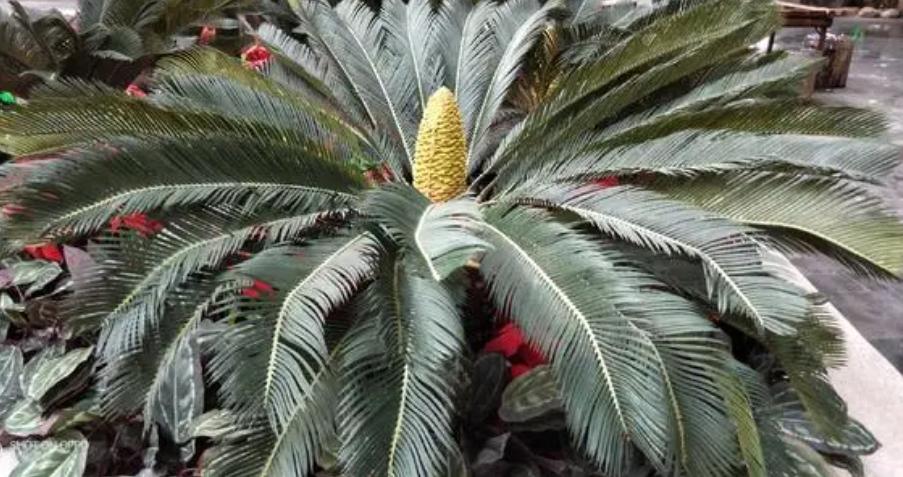 铁树真的需要千年才能开花吗,铁树开花后千年难遇吗
